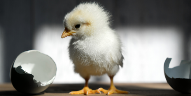 Co-Occurring Disorders: The Chicken or the Egg image