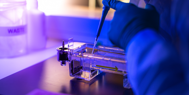 Super Science Saturdays: A Gel Can Tell: Using Gel Electrophoresis to Diagnose the Likelihood of Breast Cancer image