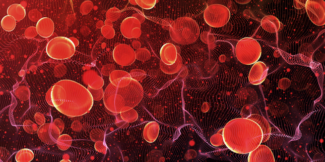 Go with the flow! A hands-on approach to discovering blood vessels in the human body image