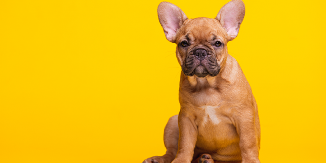 Understanding Rabies: Protecting People and Pets image