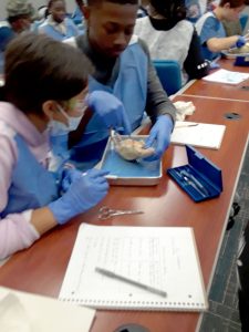 dissecting to learn at southern regional ahec